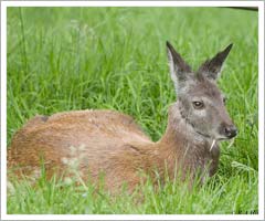 Musk Deer at Arunachal Paradesh