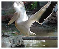 Chhattisgarh Bhilai Maitree Zoo