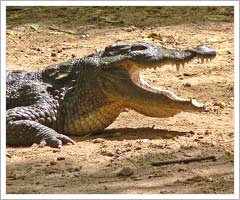 crocodiles, Chhattisgarh Wildlife
