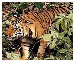 Tiger, Orissa Wildlife Sanctuaries