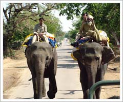 Elephant at Sawai Madhopur, Rajasthan