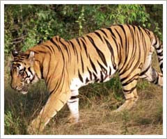 Tiger, Rajasthan Wildlife