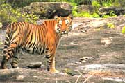 Bandipur National Park, Ooty