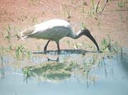 Bharatpur bird Sanctuary, Bharatpur