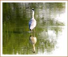 Keoladeo Park, Bharatpur