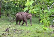 Elephant at Nagarhole National Park