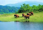 Periyar Wildlife Sancturay