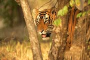 Ranthambore National Park, Ranthambore