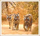 Ranthambore Tigers