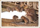 Rat Temple at Deshnok