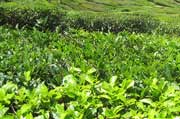 Tea Plantaions, Munnar